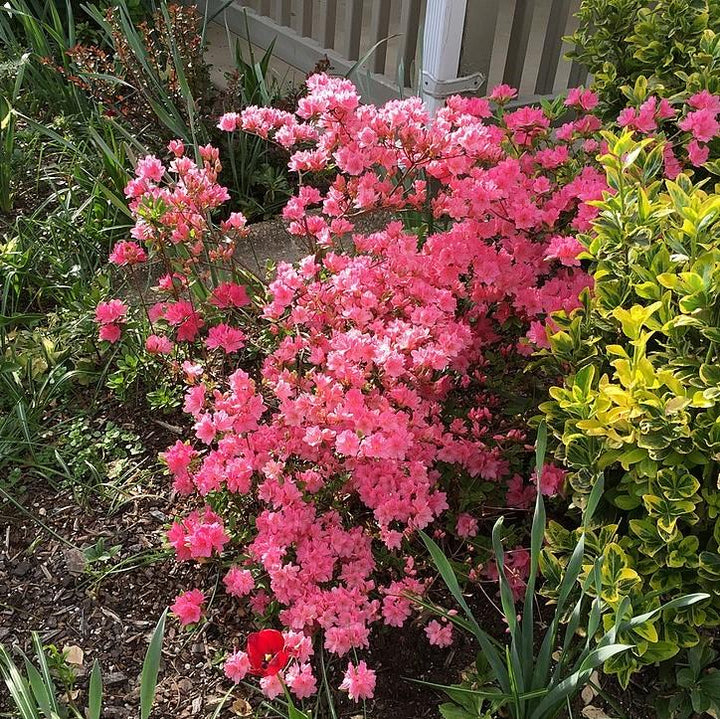 Azalea x 'Tradition' ~ Tradition Azalea-ServeScape