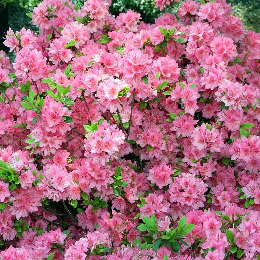 Azalea x 'Tradition' ~ Tradition Azalea-ServeScape