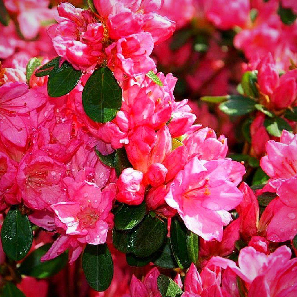 Azalea x 'Tradition' ~ Tradition Azalea - Delivered By ServeScape