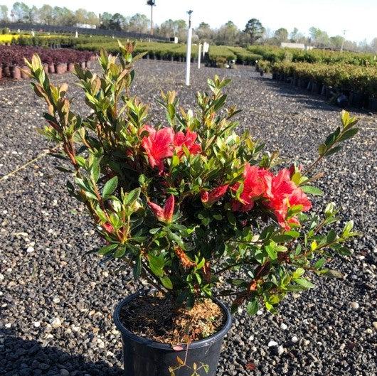 Rhododendron x 'Fashion' ~ Fashion Azalea-ServeScape