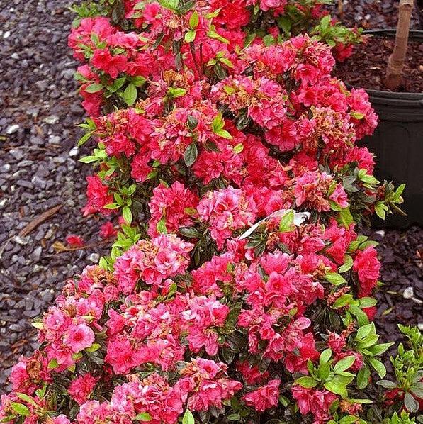 Rhododendron kurume 'Hershey's Red' ~ Hershey's Red Azalea-ServeScape