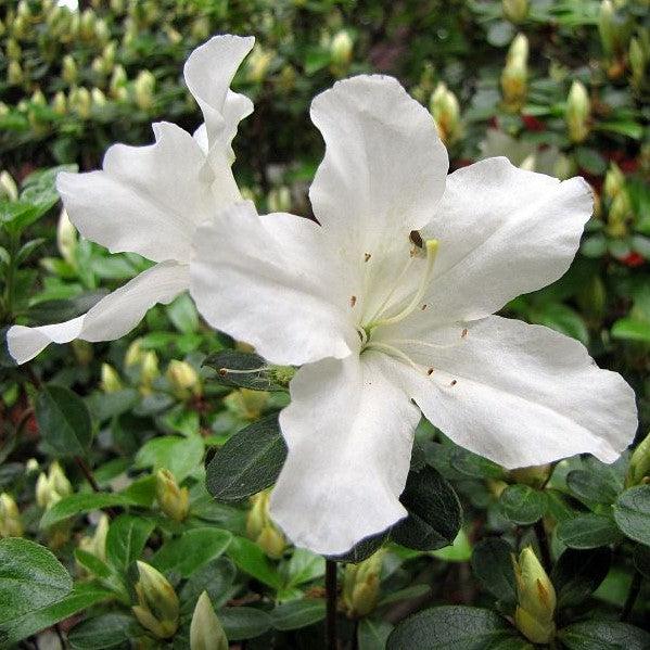 Rhododendron ‘Glacier’ ~'Glacier' Azalea (Glenn Dale hybrid)-ServeScape