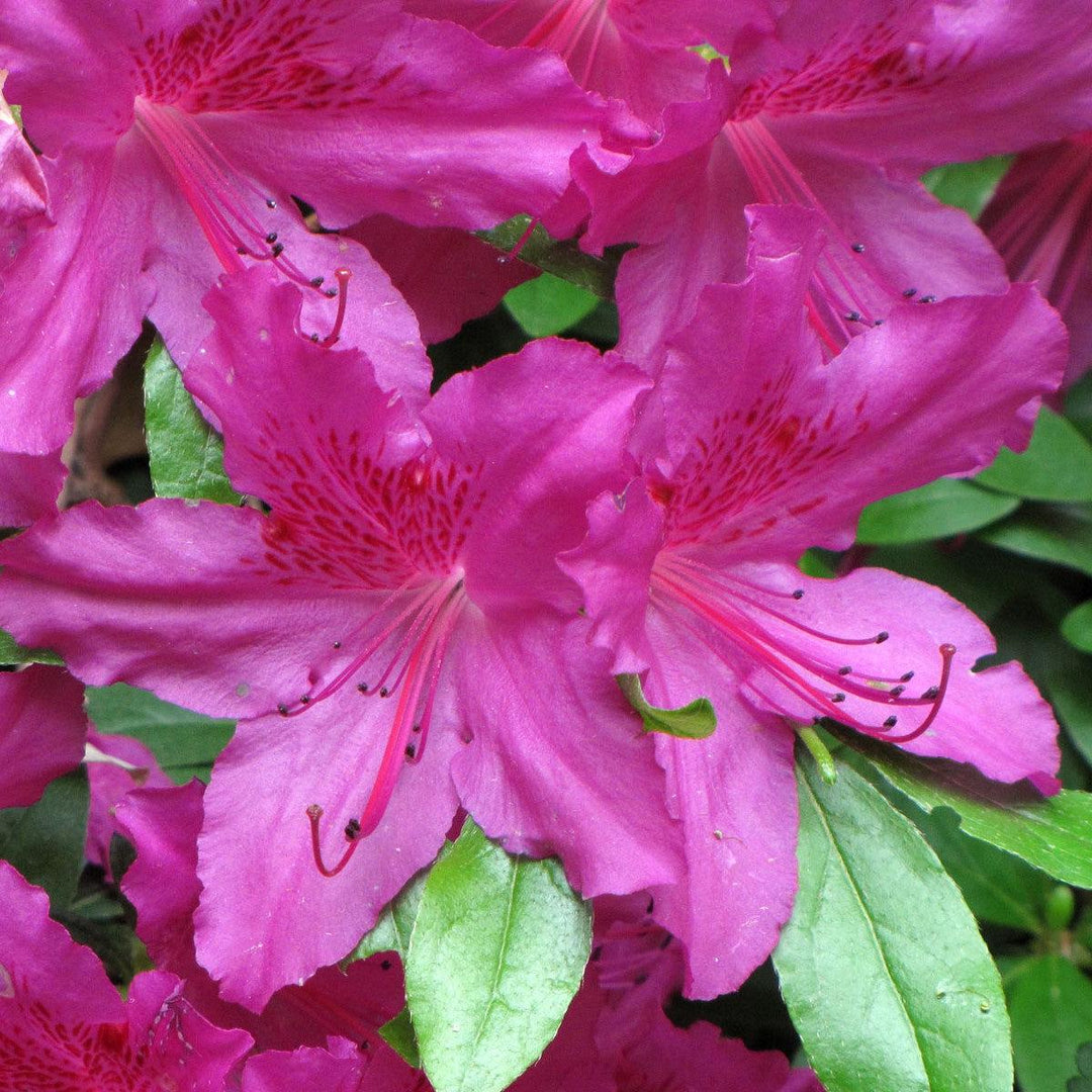 Rhododendron 'Robin Hill Congo' ~ Robin Hill Congo Azalea-ServeScape