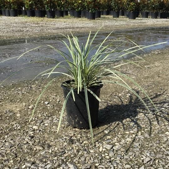 Liriope muscari ‘Aztec’ ~ Aztec Lily Turf-ServeScape