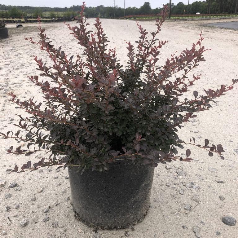 Berberis thunbergii 'Crimson Pygmy' ~ Crimson Pygmy Barberry-ServeScape