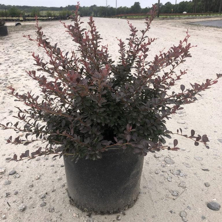 Berberis thunbergii 'Crimson Pygmy' ~ Crimson Pygmy Barberry-ServeScape