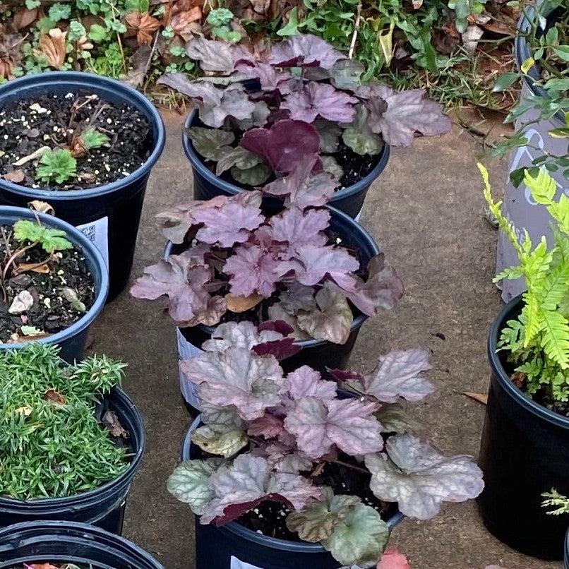 Heuchera villosa 'Binoche' ~ Bincohe Coral Bells, Heuchera-ServeScape