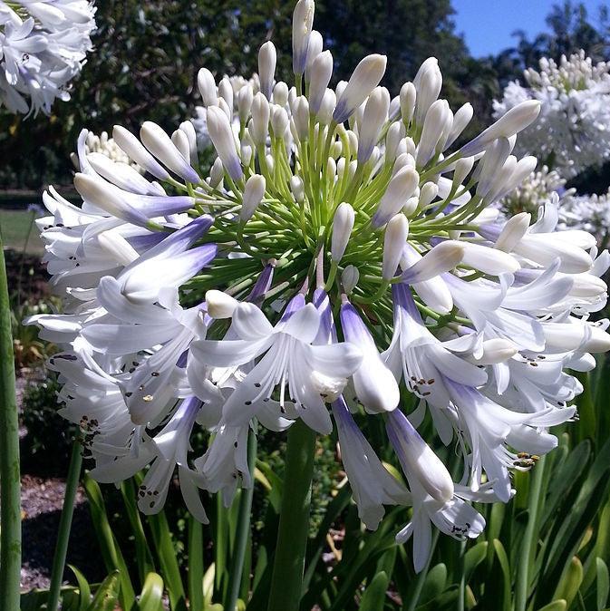 Agapanthus Hybrid ‘MDB001’ PP30162 ~ Ever Twilight™ Agapanthus-ServeScape