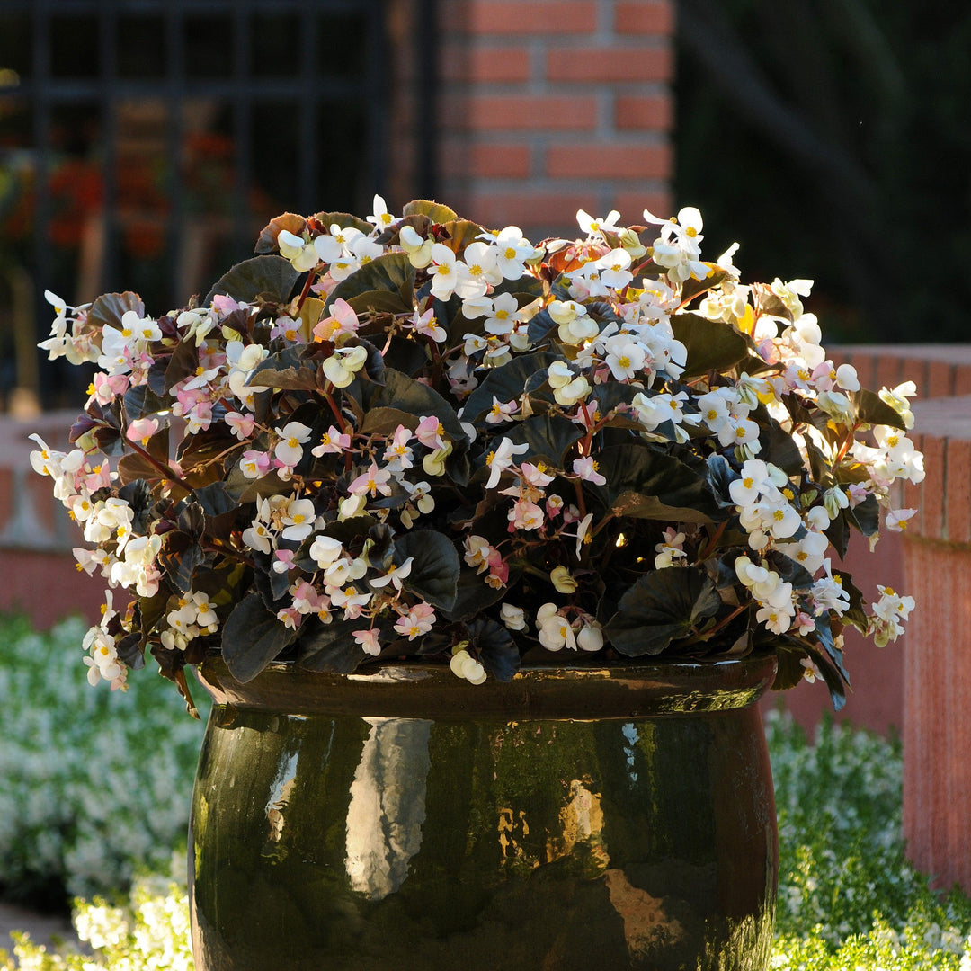 Begonia x 'PAS842638' ~ Baby Wing® White Bronze Leaf Begonia-ServeScape