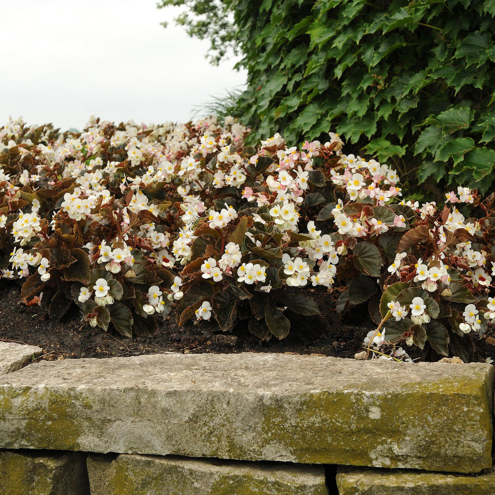 Begonia x 'PAS842638' ~ Baby Wing® White Bronze Leaf Begonia-ServeScape