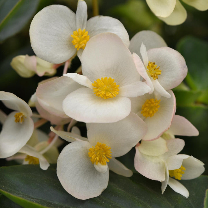 Begonia x 'PAS1484340' ~ Dragon Wing® White Begonia-ServeScape