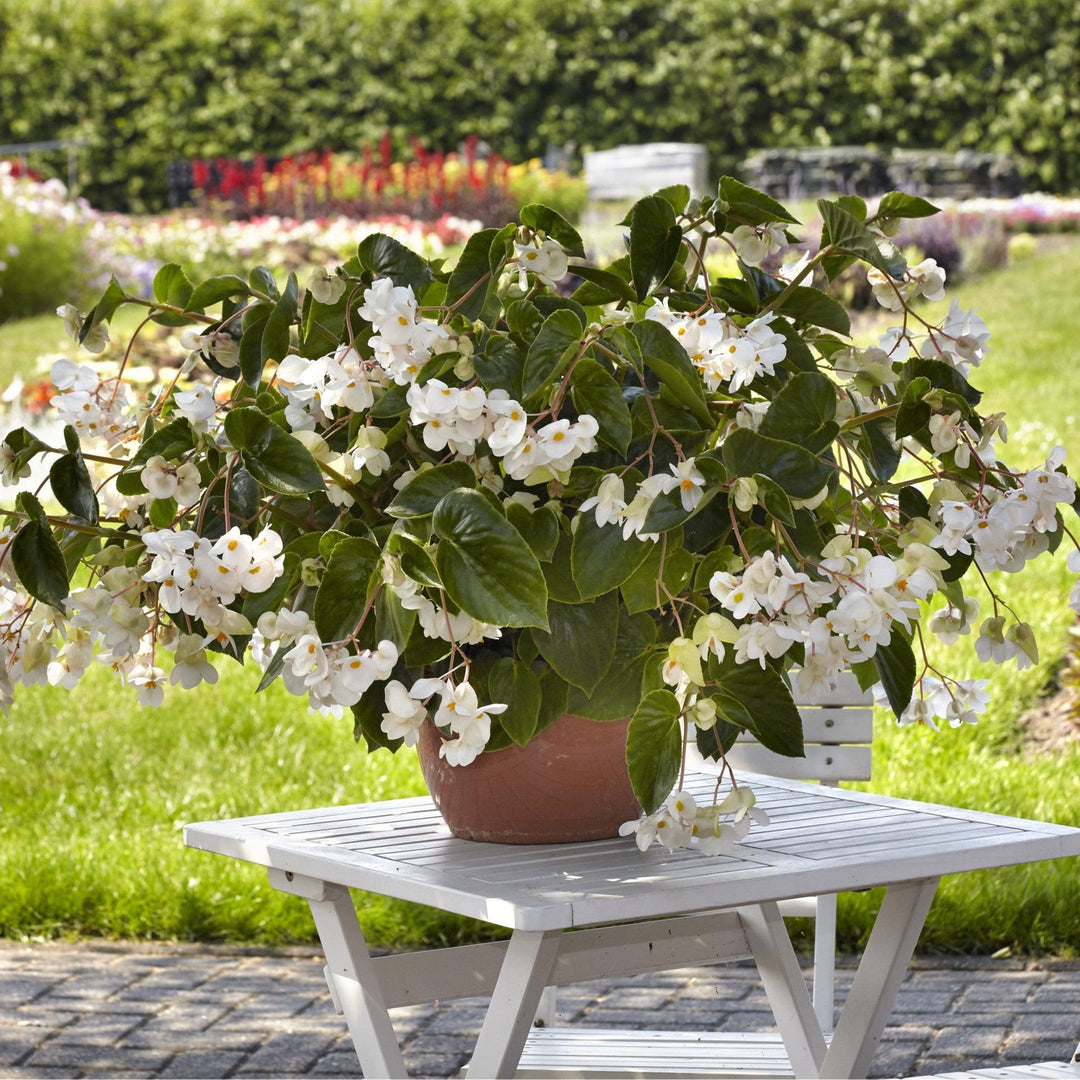 Begonia x 'PAS1484340' ~ Dragon Wing® White Begonia-ServeScape