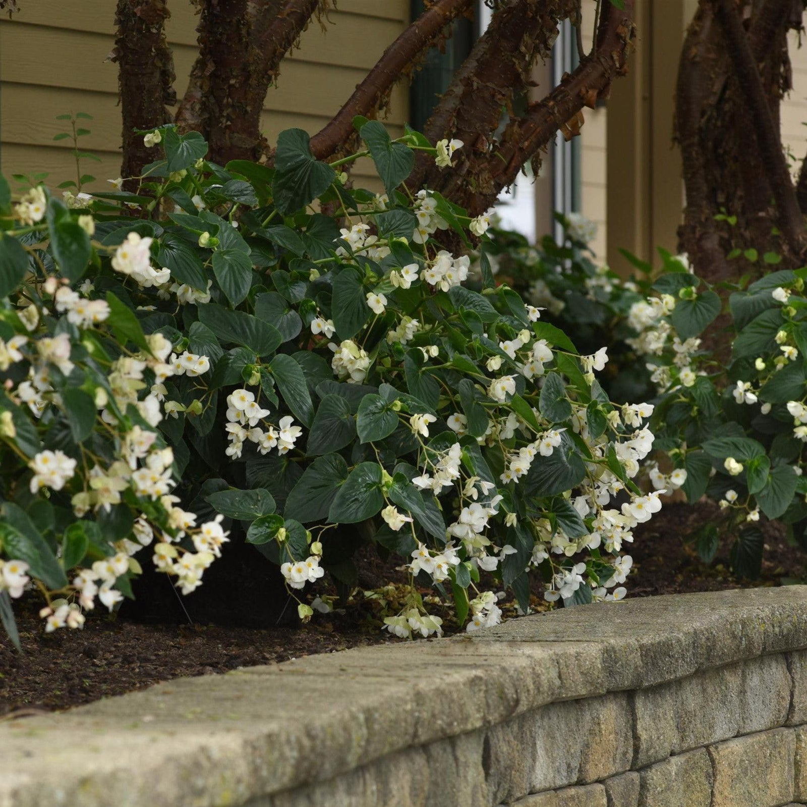 Begonia x 'PAS1484340' ~ Dragon Wing® White Begonia-ServeScape