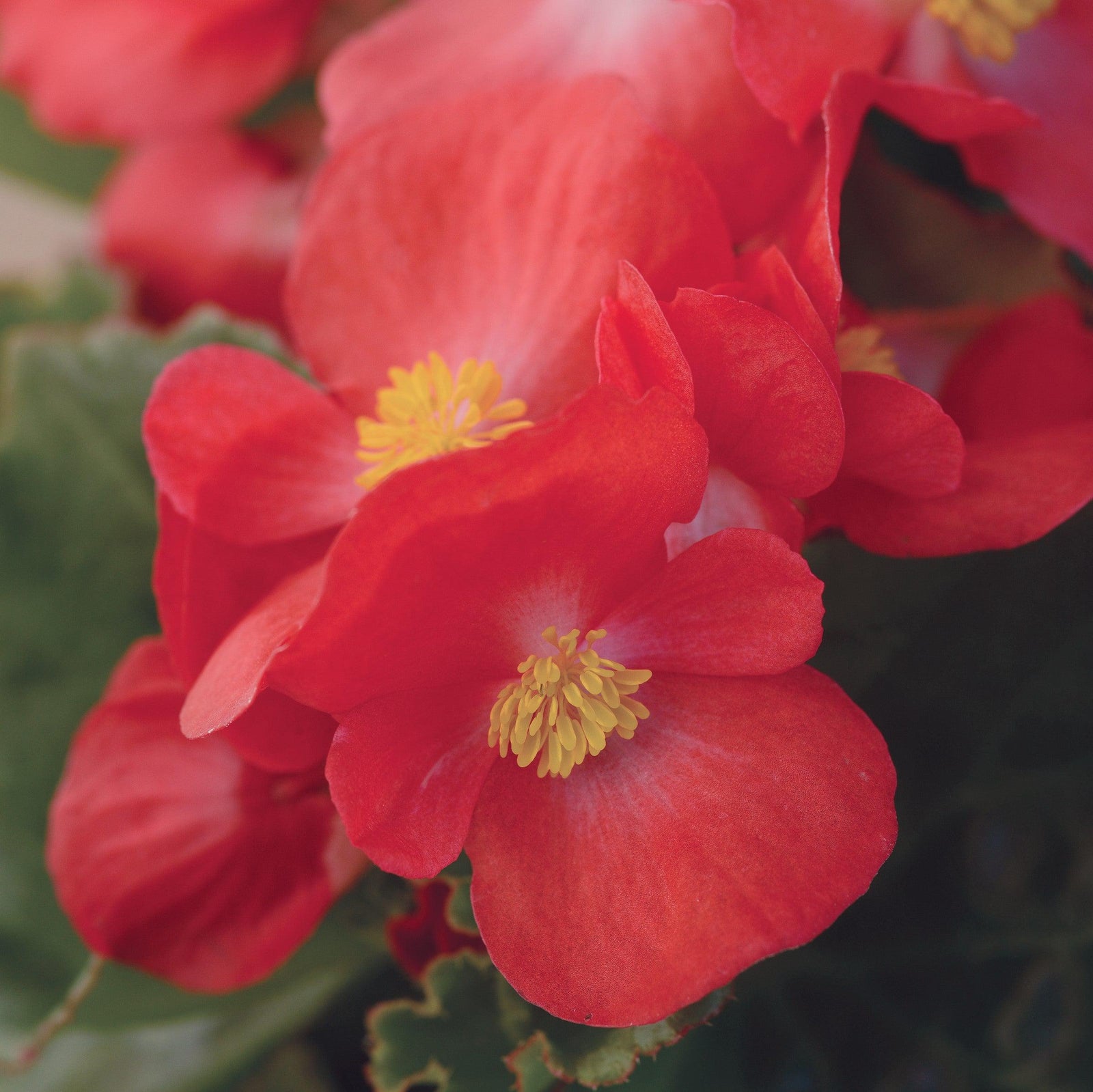 Begonia x 'PAS1085214' ~ Baby Wing® Red Begonia-ServeScape