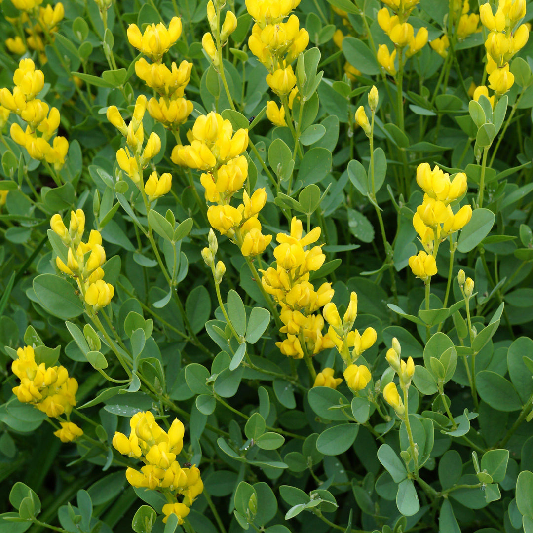 Baptisia 'American Goldfinch' ~ American Goldenfinch False Indigo-ServeScape