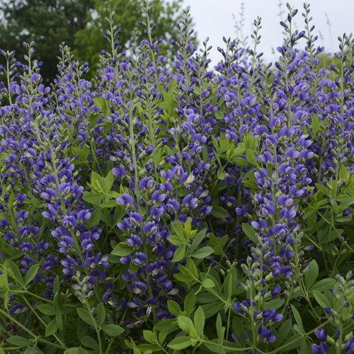 Baptisia 'Blueberry Sundae' ~ Decadence® Blueberry Sundae False Indigo-ServeScape