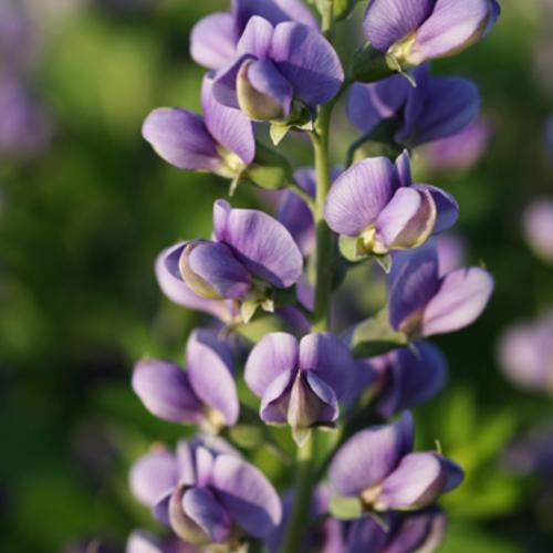 Baptisia 'Blueberry Sundae' ~ Decadence® Blueberry Sundae False Indigo-ServeScape