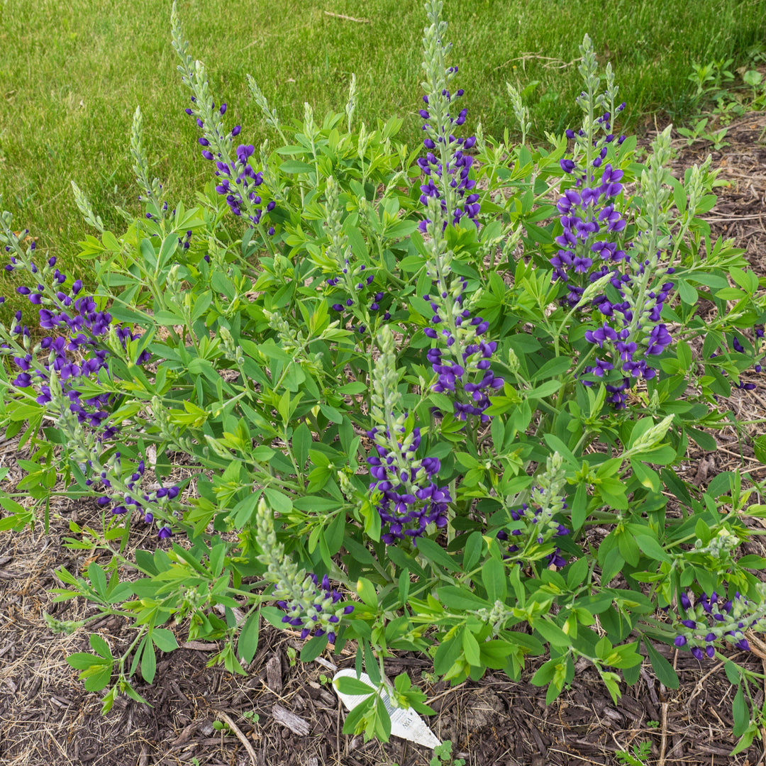 Baptisia 'Blueberry Sundae' ~ Decadence® Blueberry Sundae False Indigo-ServeScape