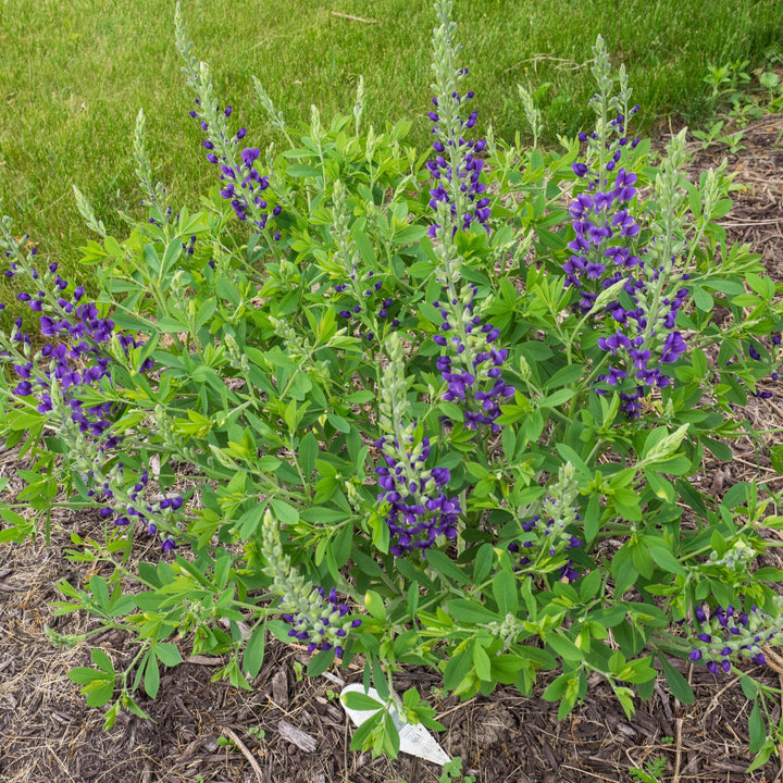 Baptisia 'Blueberry Sundae' ~ Decadence® Blueberry Sundae False Indigo-ServeScape