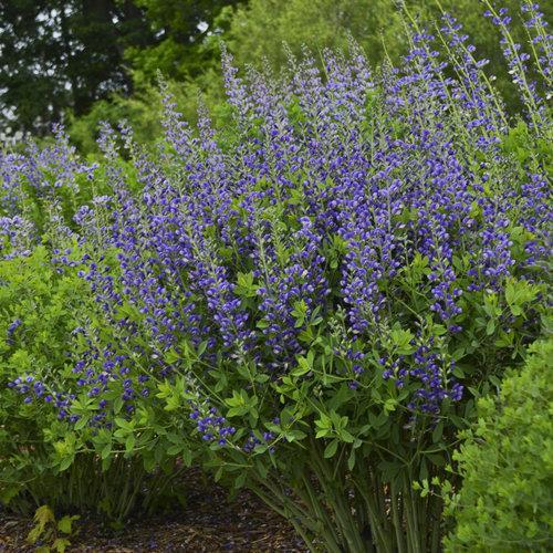 Baptisia 'Blueberry Sundae' ~  Decadence® Blueberry Sundae False Indigo - Delivered By ServeScape