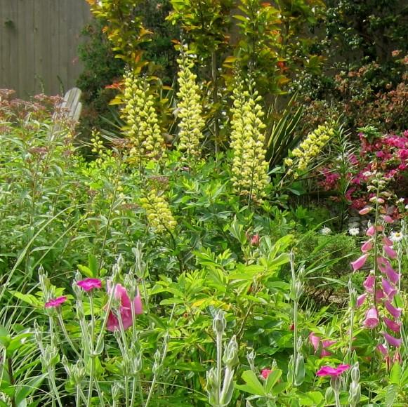 Baptisia 'Carolina Moonlight' ~ Yellow False Indigo-ServeScape