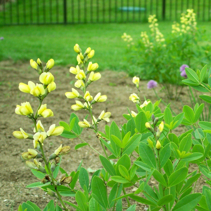 Baptisia 'Carolina Moonlight' ~ Yellow False Indigo-ServeScape
