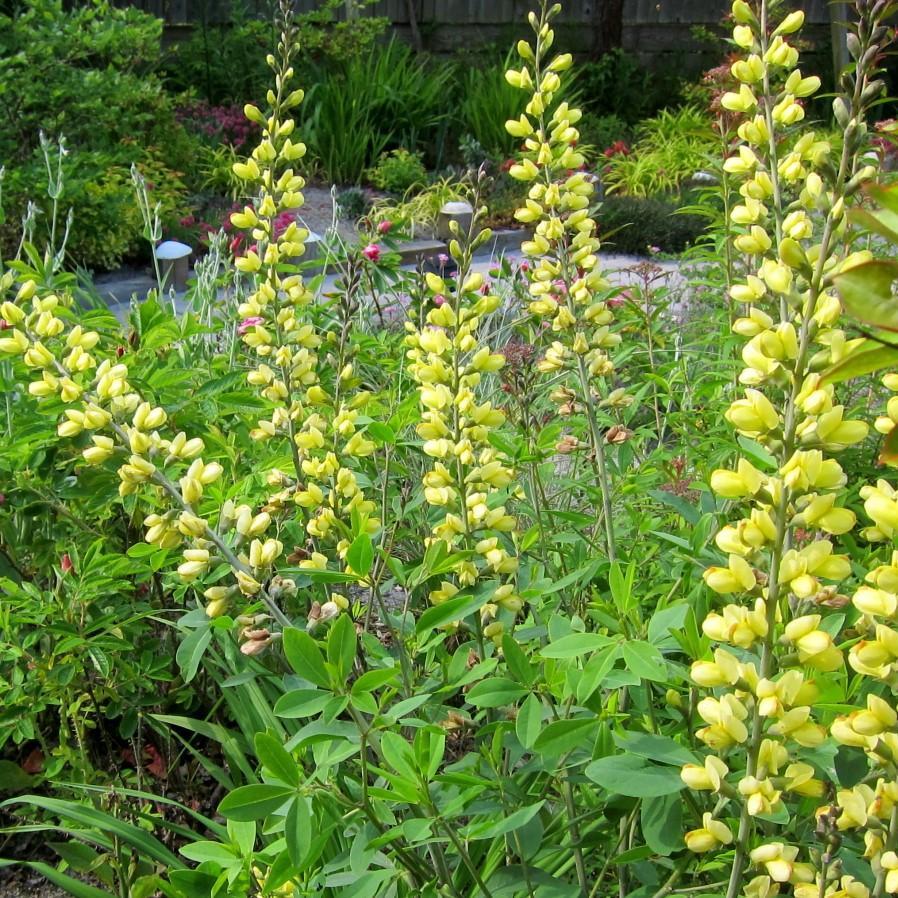 Baptisia  'Carolina Moonlight' ~ Yellow False Indigo - Delivered By ServeScape