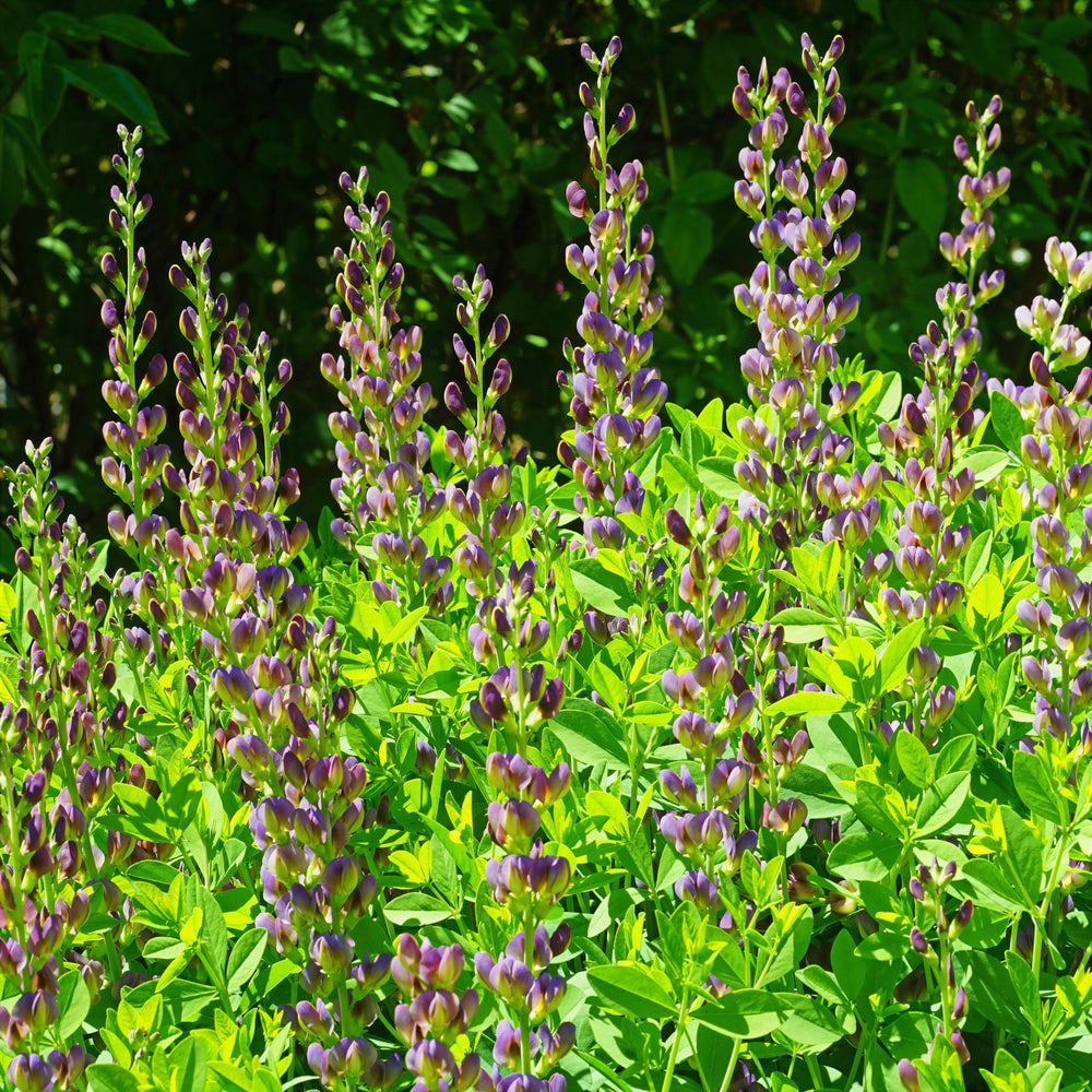 Baptisia 'Grape Taffy' ~ Grape Taffy False Indigo-ServeScape