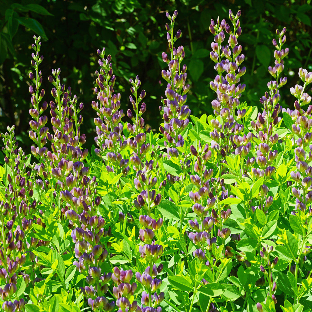 Baptisia 'Grape Taffy' ~ Grape Taffy False Indigo-ServeScape