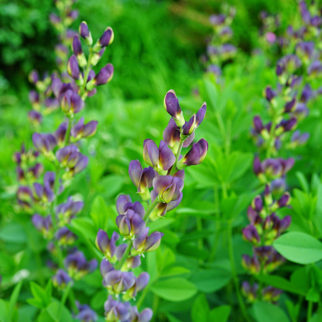 Baptisia 'Grape Taffy' ~ Grape Taffy False Indigo-ServeScape