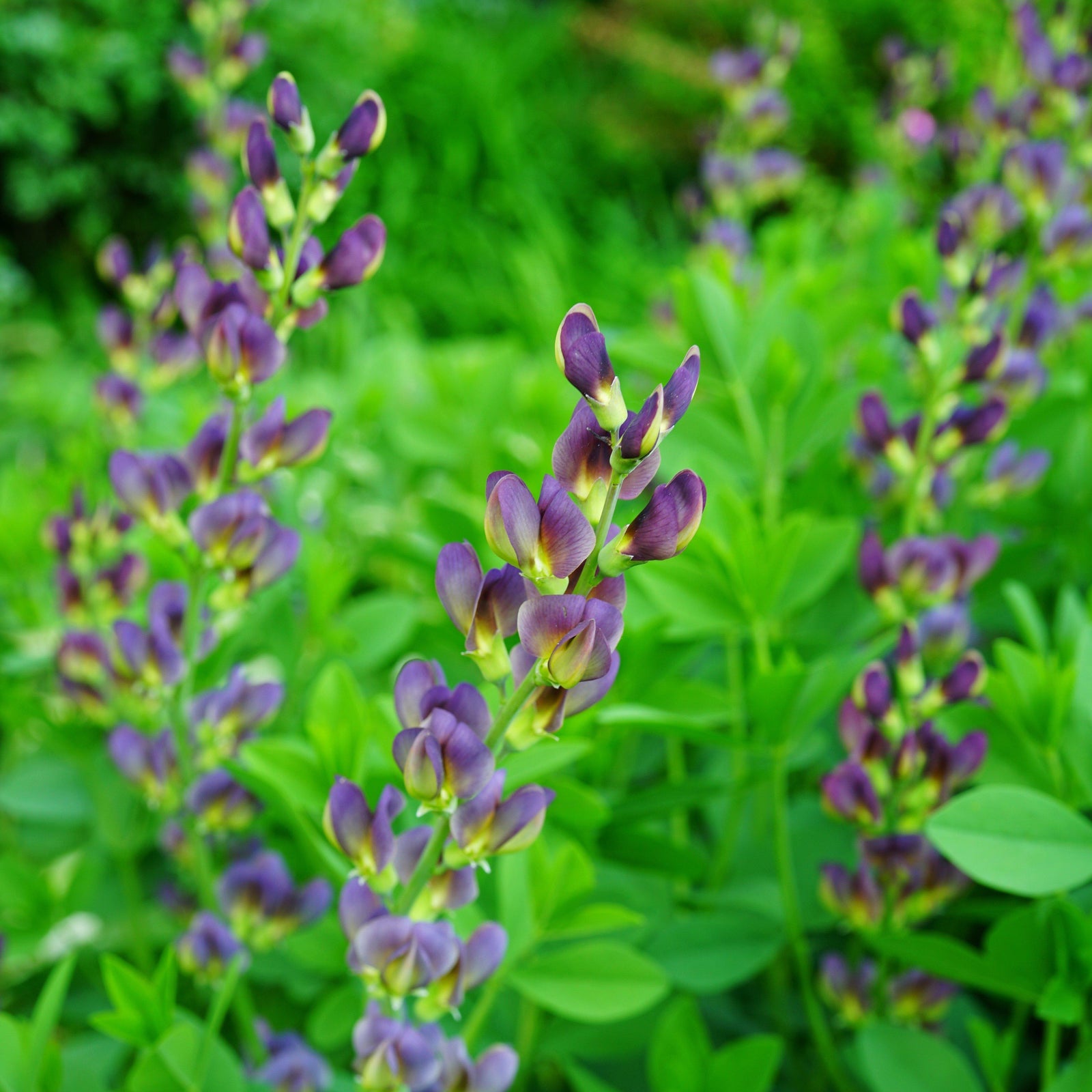 Baptisia 'Grape Taffy' ~ Grape Taffy False Indigo-ServeScape
