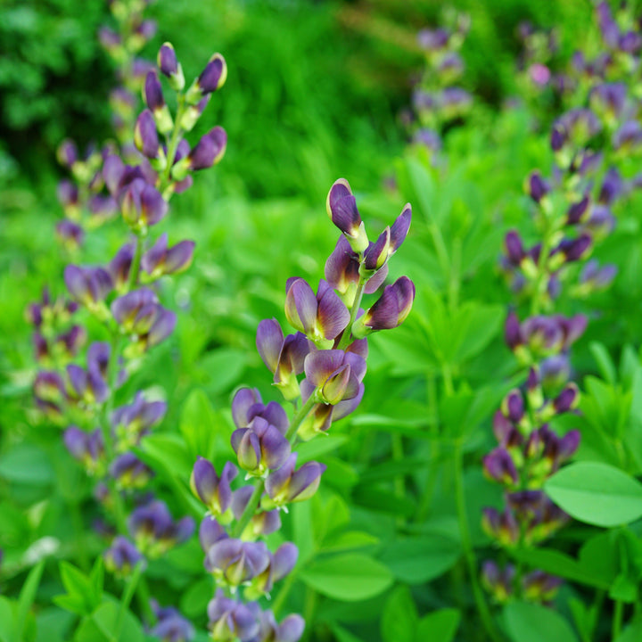 Baptisia 'Grape Taffy' ~ Grape Taffy False Indigo-ServeScape