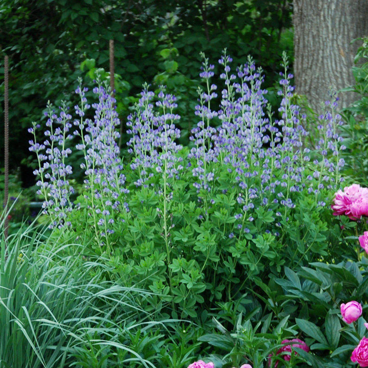 Baptisia 'Lavender Stardust' ~ Lavender Stardust False Indigo-ServeScape