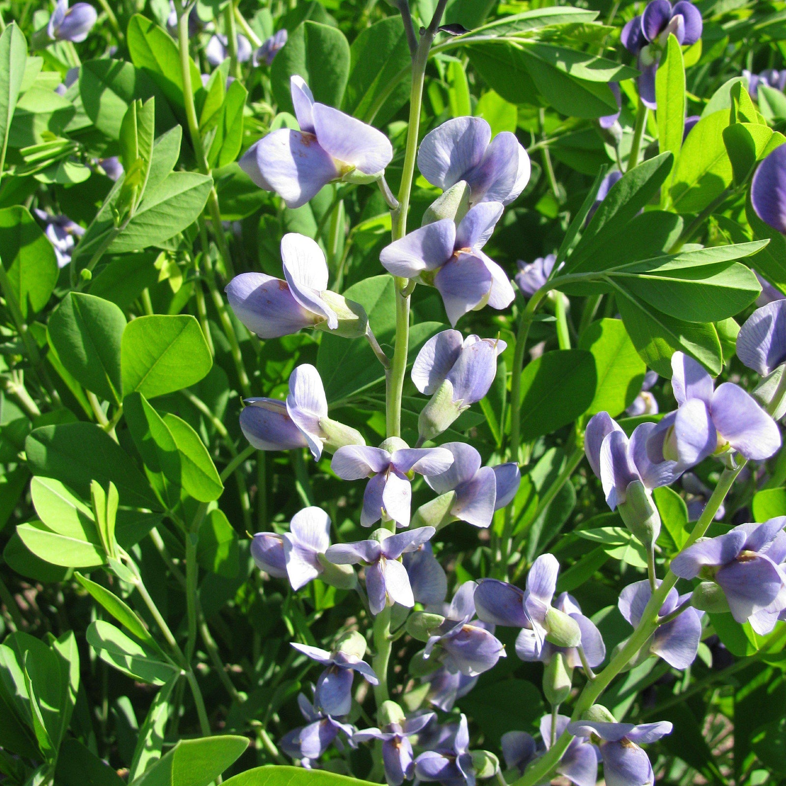Baptisia 'Lavender Stardust' ~ Lavender Stardust False Indigo-ServeScape