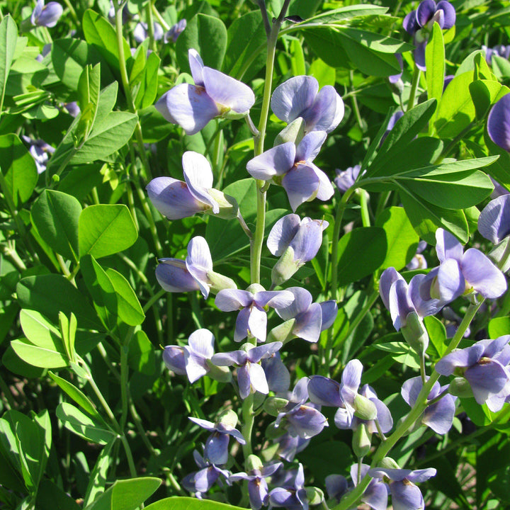 Baptisia 'Lavender Stardust' ~ Lavender Stardust False Indigo-ServeScape