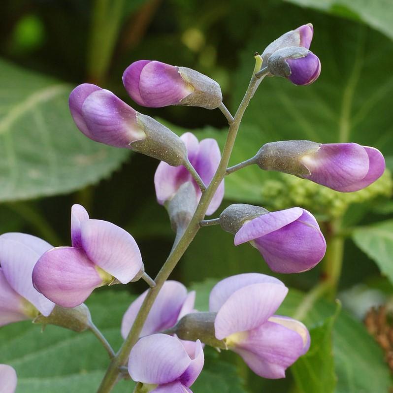 Baptisia 'Purple Smoke' ~ 'Purple Smoke' Baptisia, False Indigo-ServeScape