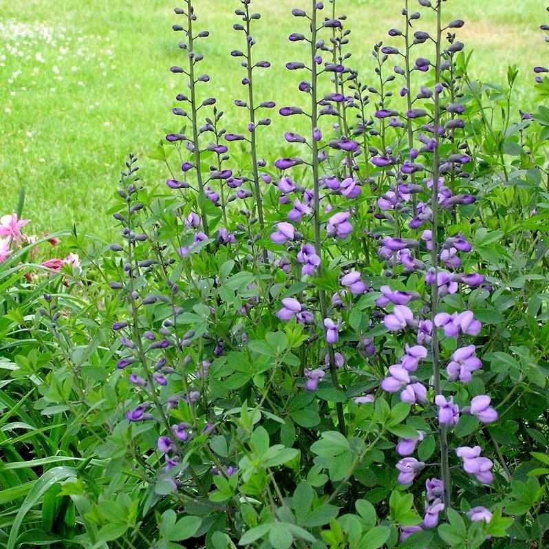 Baptisia 'Purple Smoke' ~ 'Purple Smoke' False Indigo-ServeScape