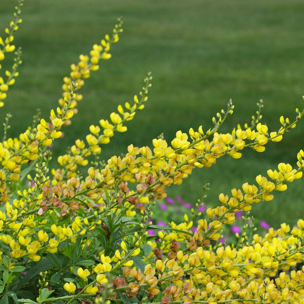 Baptisia ‘Solar Flare' PP20408 ~ Prairieblues™ Solar Flare False Indigo-ServeScape