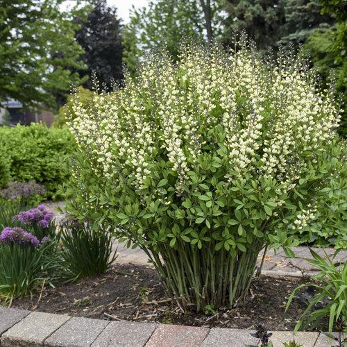 Baptisia 'Vanilla Cream' ~ Decadence® Vanilla Cream False Indigo-ServeScape