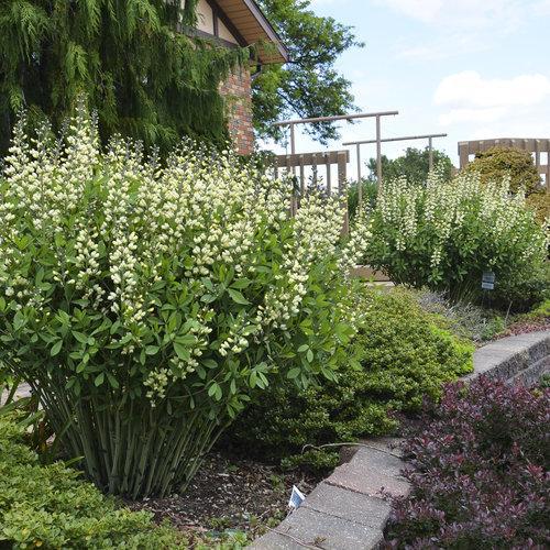 Baptisia 'Vanilla Cream' ~ Decadence® Vanilla Cream False Indigo-ServeScape