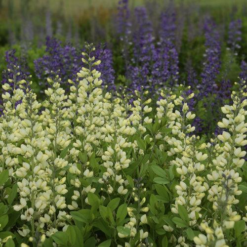 Baptisia 'Vanilla Cream' ~ Decadence® Vanilla Cream False Indigo-ServeScape