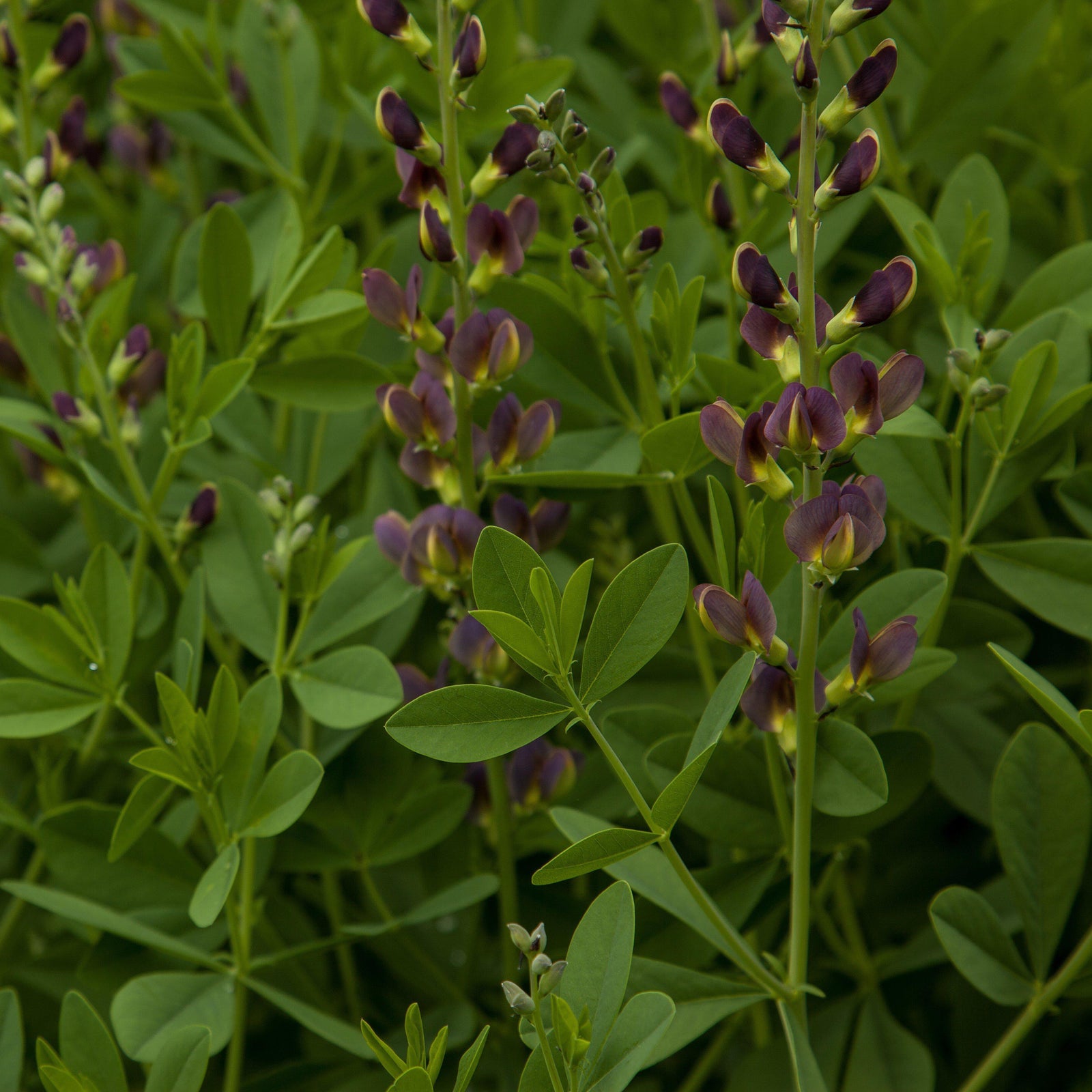 Baptisia x variicolor 'Twilite' ~ Prairieblue™ ’Twilite’, ‘Twilite’ False Indigo-ServeScape