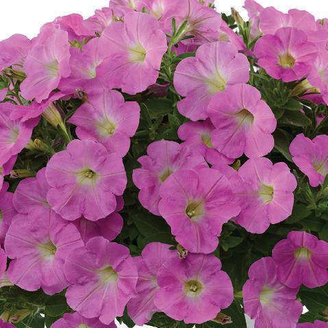 Petunia x 'Barque Pink' ~ Baroque Pink Ray™ Petunia-ServeScape