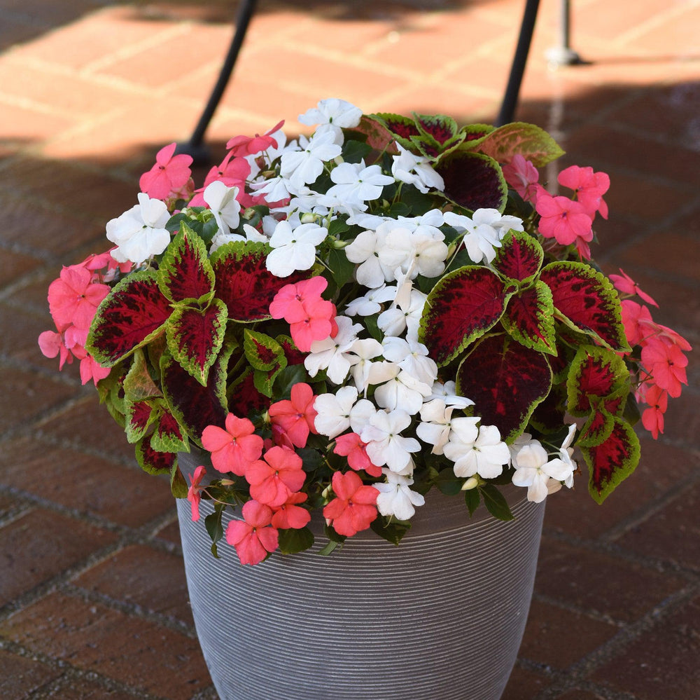 Solenostemon 'PAS904510' ~ Kong Jr.™ Rose Improved Coleus-ServeScape