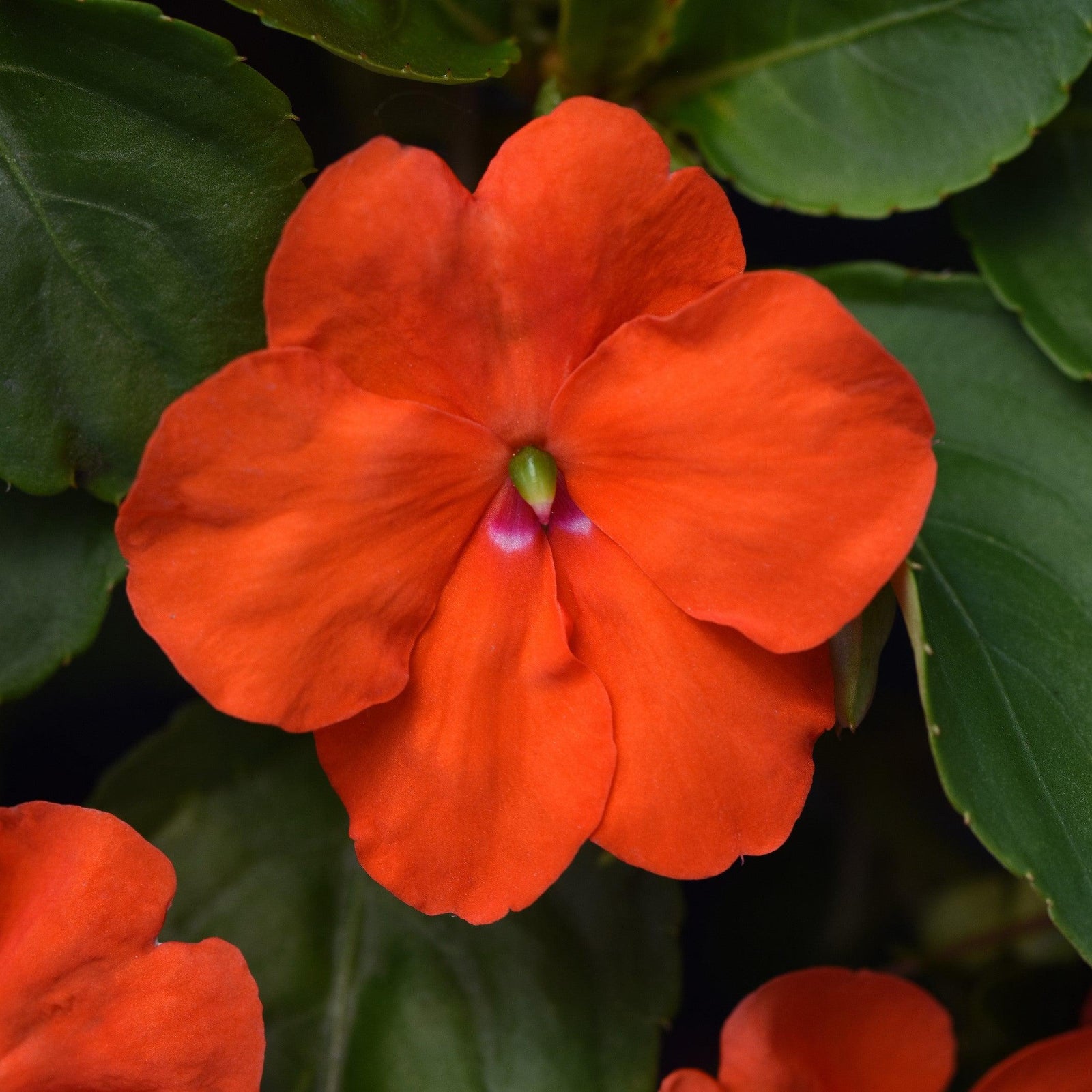Impatiens walleriana 'PAS1377331' ~ Beacon® Orange Impatiens-ServeScape