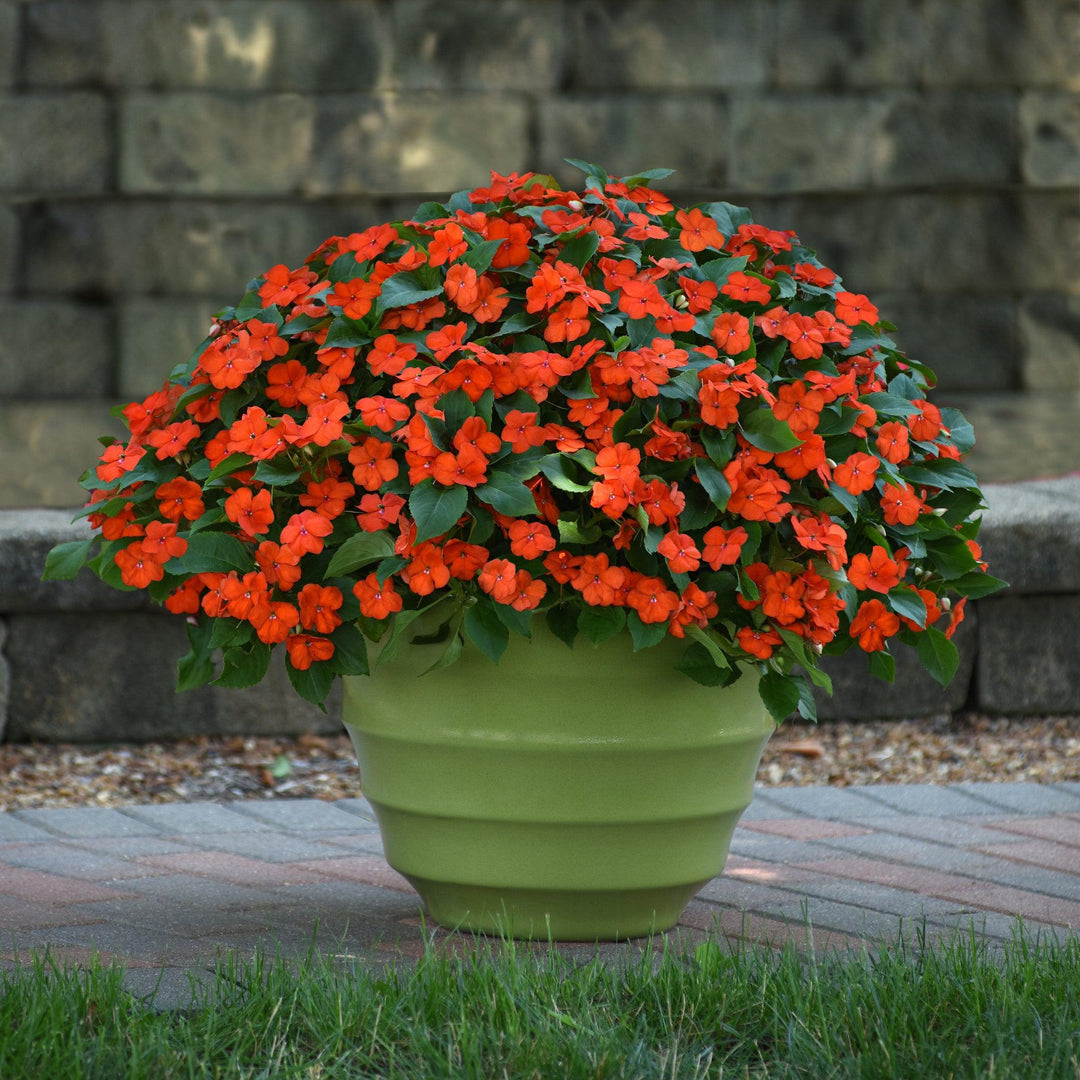 Impatiens walleriana 'PAS1377331' ~ Beacon® Orange Impatiens-ServeScape