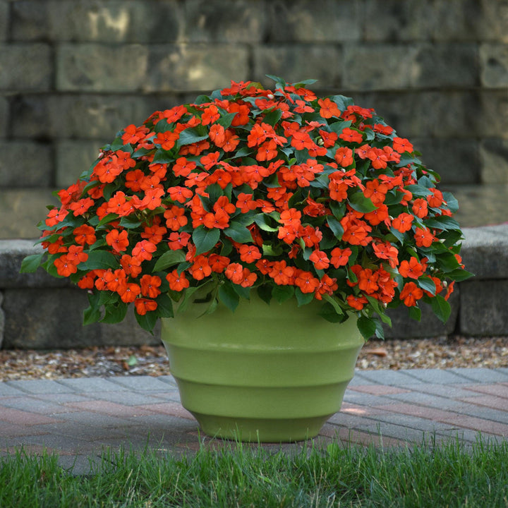 Impatiens walleriana 'PAS1377331' ~ Beacon® Orange Impatiens-ServeScape