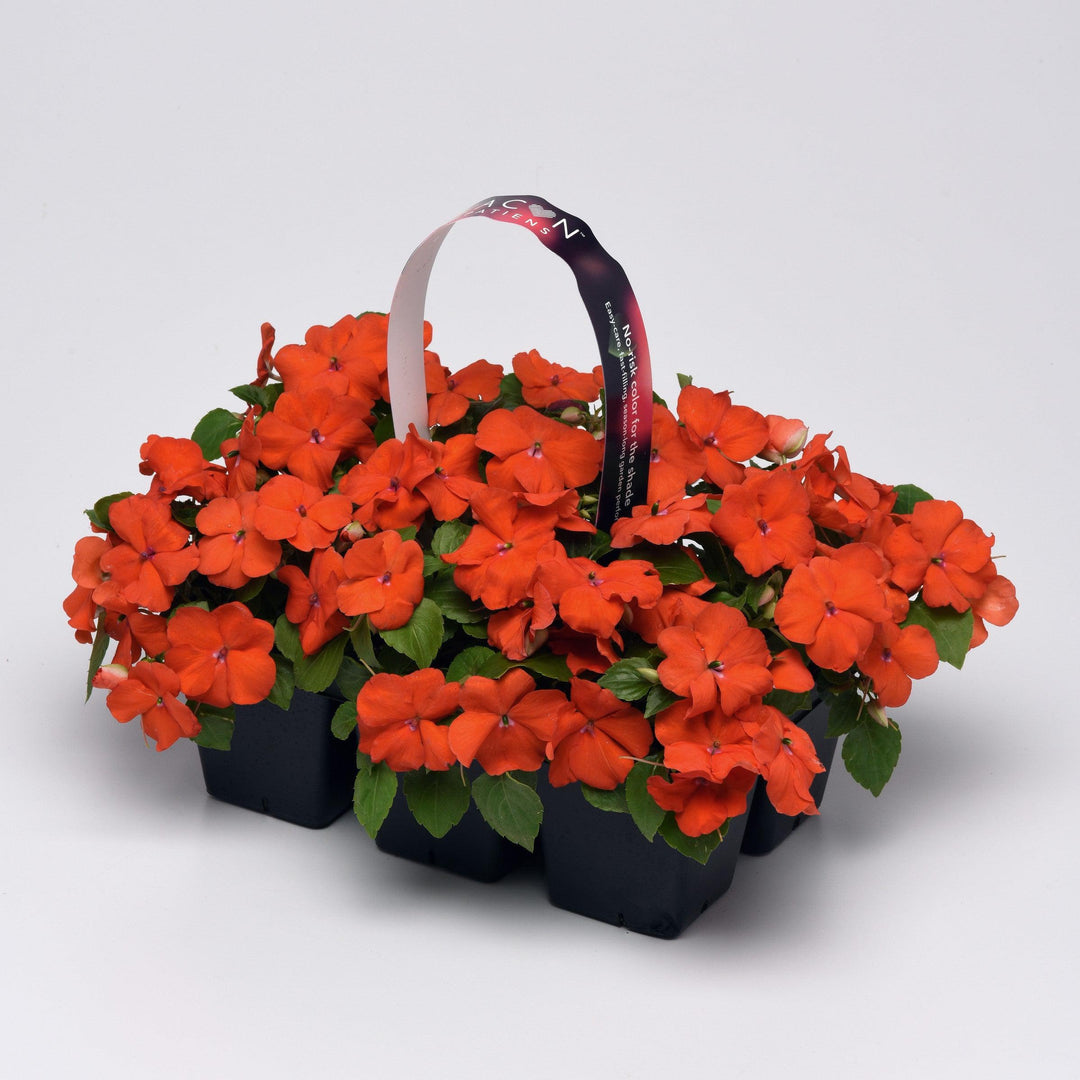 Impatiens walleriana 'PAS1377331' ~ Beacon® Orange Impatiens-ServeScape