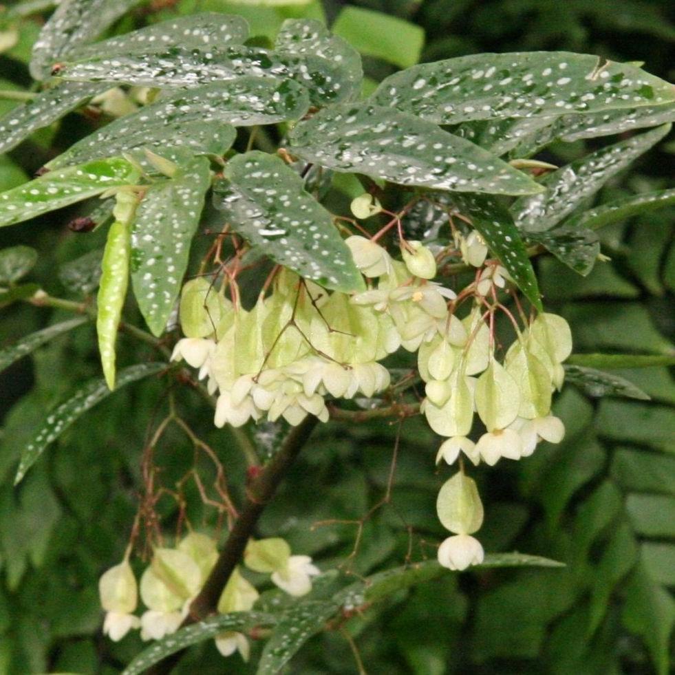 Begonia 'White Cane' ~ White Cane Begonia-ServeScape