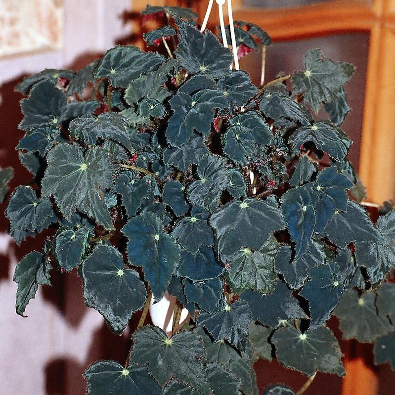 Begonia bowerae 'Black Velvet' ~ Black Velvet Begonia-ServeScape